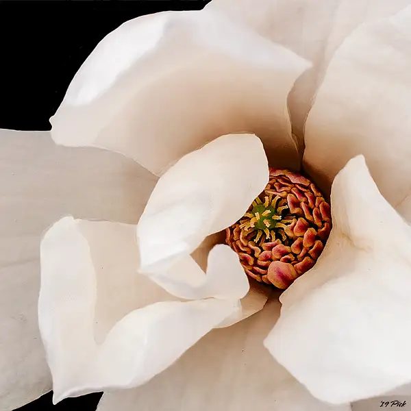 Magnolia Blossom I by TomPickering