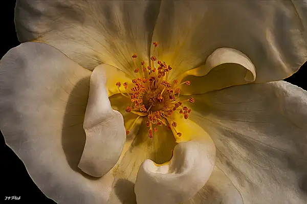 Burnet Rose by TomPickering