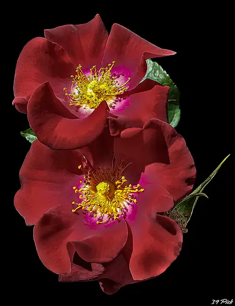 Red Prairie Wild Rose by TomPickering