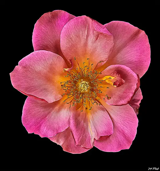 Prairie Wild Rose III by TomPickering