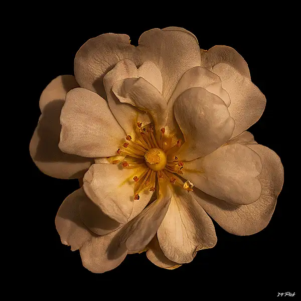 White Evergreen Rose by TomPickering