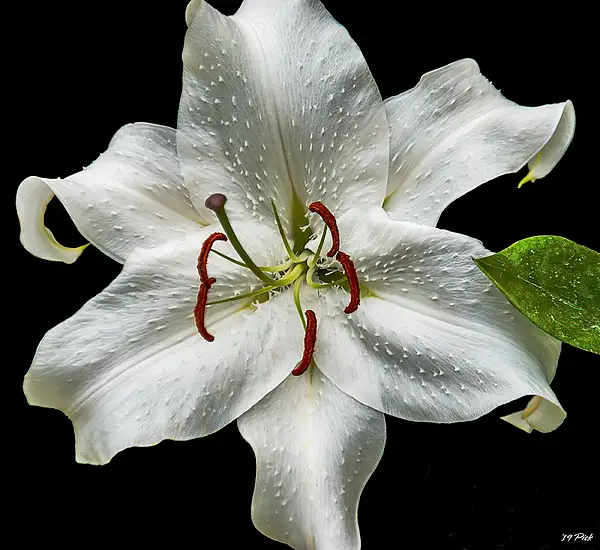 Asiatic Lily by TomPickering