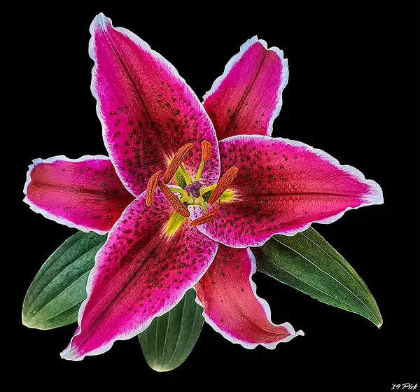 Red Stargazer Lily by TomPickering