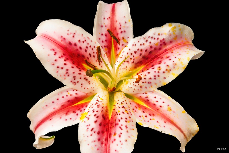 Salmon Star Lily