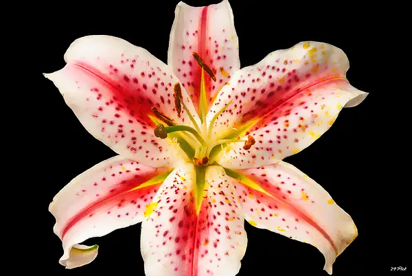 Salmon Star Lily by TomPickering