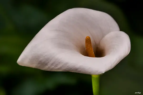 Cala Lily by TomPickering