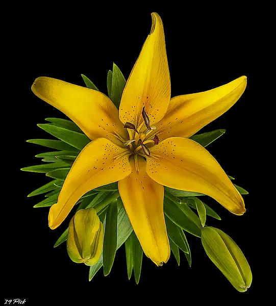 Yellow Asiatic Lily by TomPickering