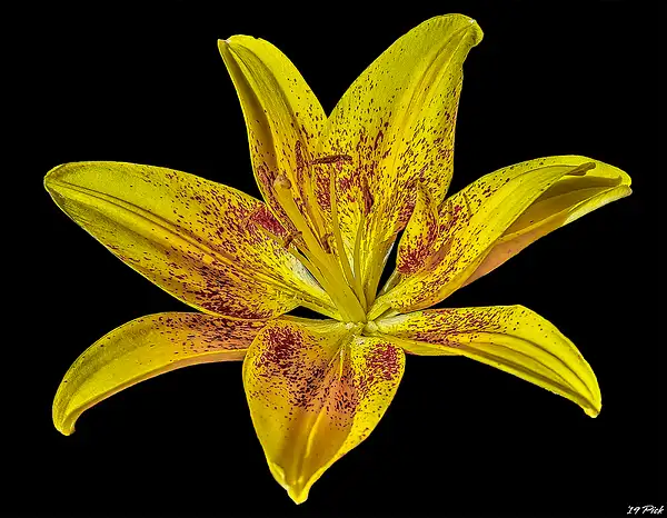 Yellow Stargazer Lily by TomPickering