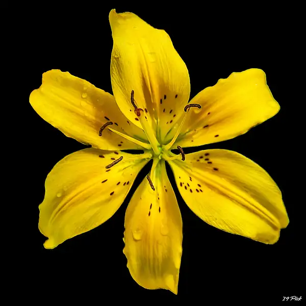 Yellow Tiger Lily by TomPickering