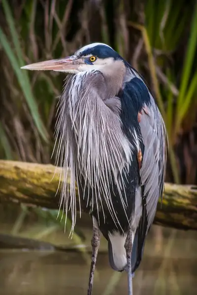 Grey Heron by TomPickering