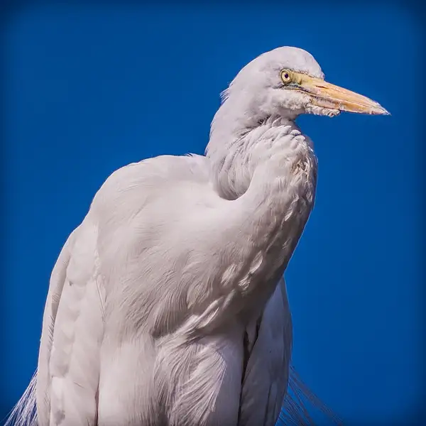 White Heron by TomPickering