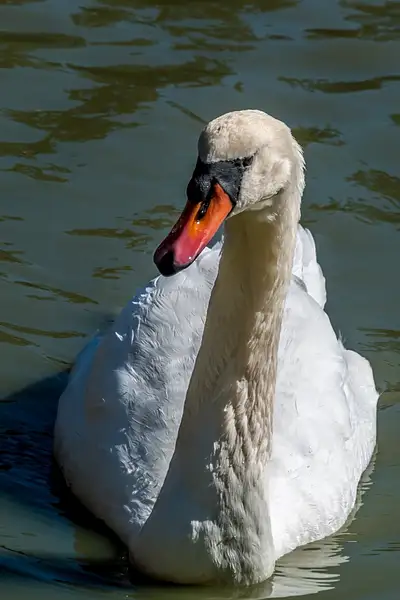 Swan by TomPickering