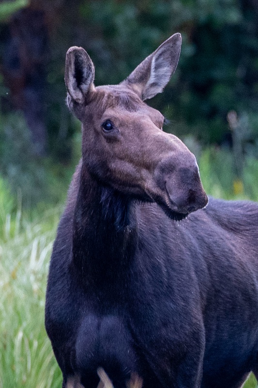 Moose Photography