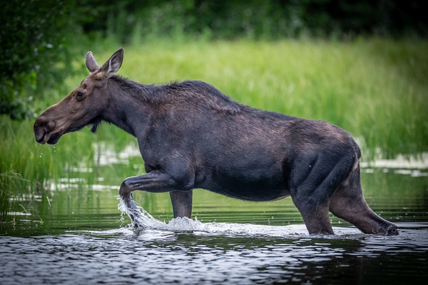 Moose Photographer - Wildlife Photography - John Dukes Photography 