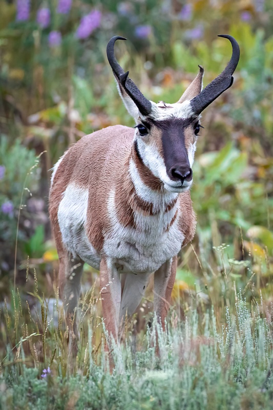 Pronghorn Photography
