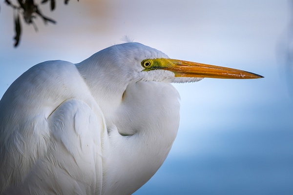Great White Heron - Wildlife Photography - John Dukes Photography
