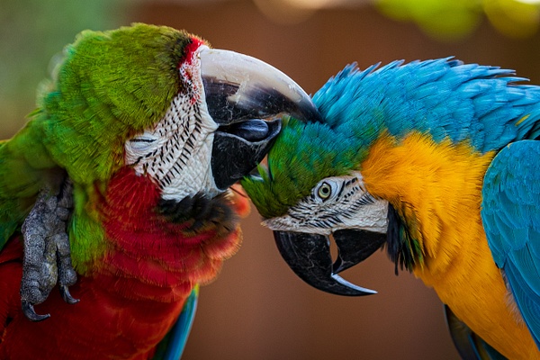Playful Parrots