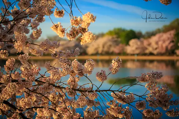 DC Cherry Blossoms-118-5 by JohnDukesPhotography
