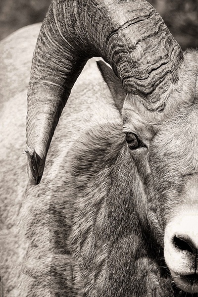 Longhorn Sheep BW-1 - Home - John Dukes Photography