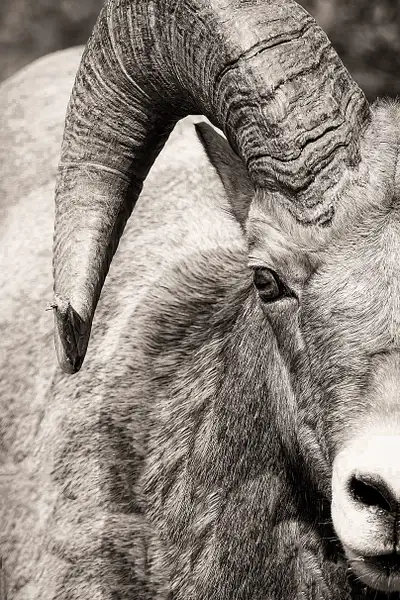 Longhorn Sheep BW-1 by JohnDukesPhotography