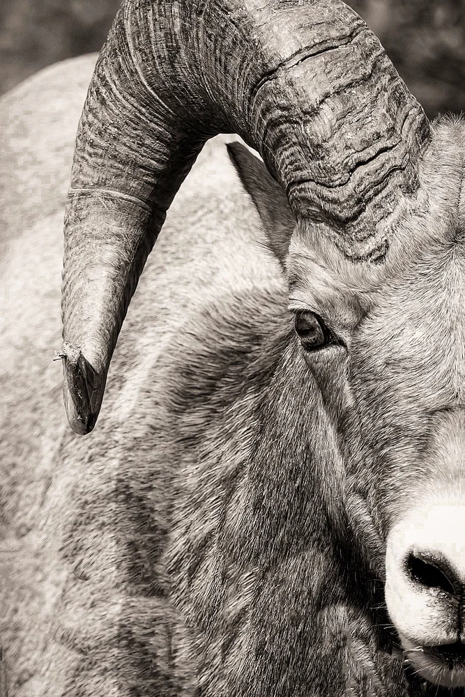 Longhorn Sheep BW-1