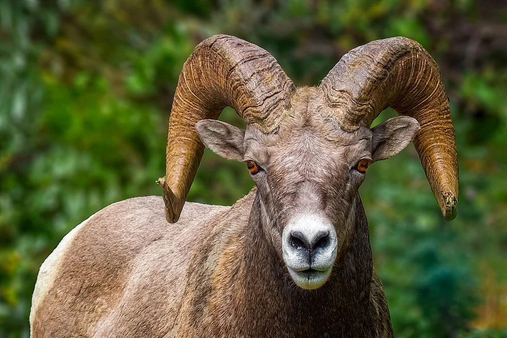 Bighorn Sheep - Glacier National Park