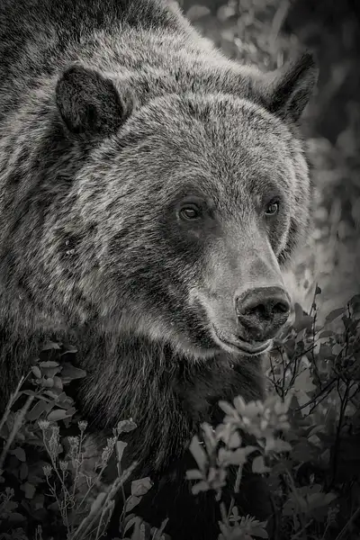 Grizzly Bear in Montana-1 by JohnDukesPhotography