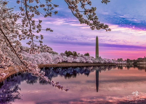 Washington DC Cherry Blossoms 2022 - Landscape Photography - John Dukes Photography