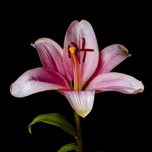 Flower with Macro by JohnDukesPhotography