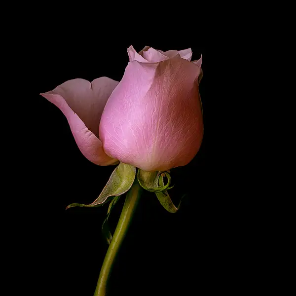 Rose by JohnDukesPhotography