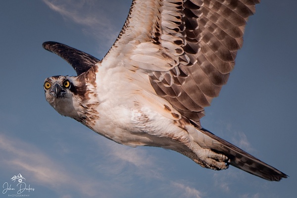 Osprey in Flight - Wildlife Photography - John Dukes Photography