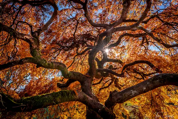 Japanese Maple 0816 16x9 by Tim Shields