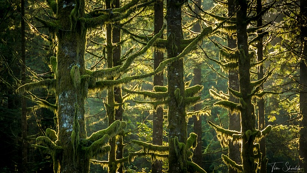 Mossy Trees 7267 16x9 - Tim Shields Photography 