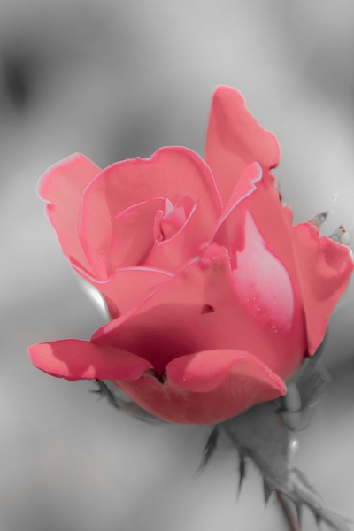 Dusty Rose_tash - Flowers - MJ Tash Photography