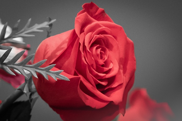 Red Rose_tash - MJ Tash
