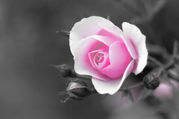 Pink_rose - MJ Tash