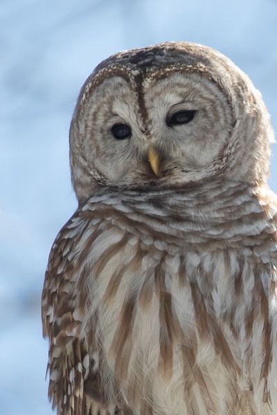 Barred Owl_tash - Wildlife - MJ Tash Photography  