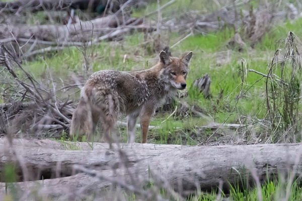 Coyote_tash - Wildlife - MJ Tash Photography  