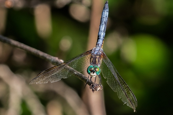 Dragonfly_tash - Wildlife - MJ Tash Photography 