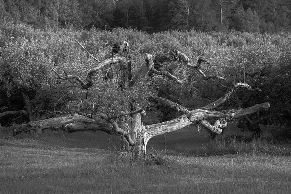 Apple tree_tash - Landscapes - MJ Tash Photography 