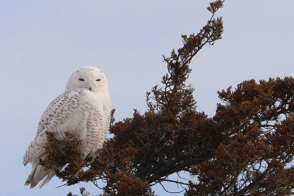 Snowy Owl _tash - Wildlife - MJ Tash Photography 