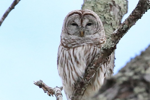 Maine Barred Owl_tash - Wildlife - MJ Tash Photography 