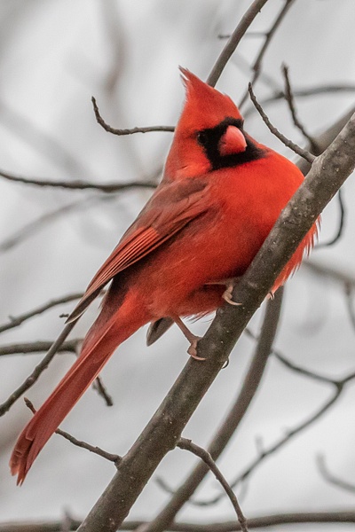 Male Cardinal_tash(43) - Wildlife - MJ Tash Photography 