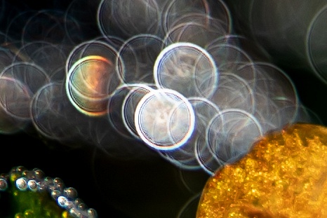 Pennies from heaven - Abstract - MJ Tash Photography  