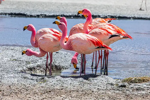 Flamingos at the Laguna Coronado by Michael McNamara