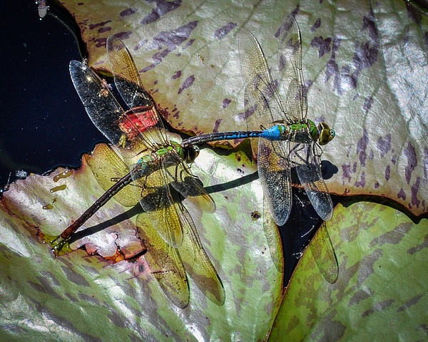 Dragonflies Mating-Chicago Botanic Garden_20100725_25-July 25, 2010 - Florida Birds - Jack Kleinman