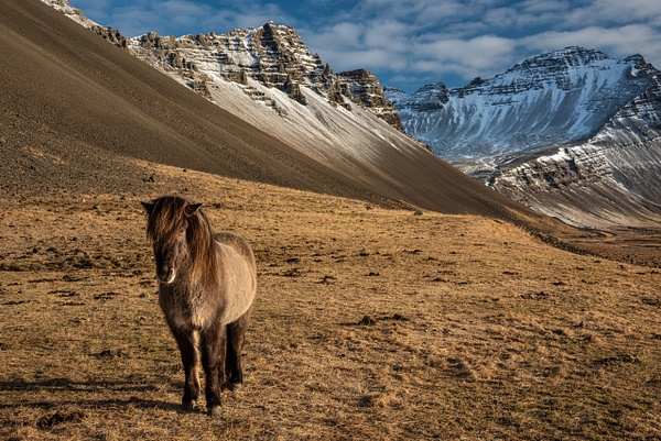 Icelandic Horse 2 - Iceland - Jack Kleinman
