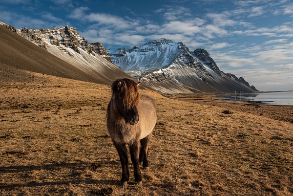 Icelandic Horse 1 - Jack Kleinman