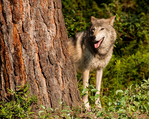 Timber Wolf - Glacier National Park - Jack Kleinman 