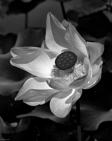 Lotus - Flowers &amp;amp; Plants - Jack Kleinman 